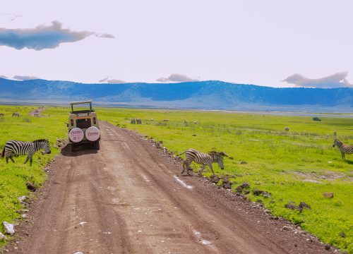 How Much Does a Safari Cost in Tanzania?