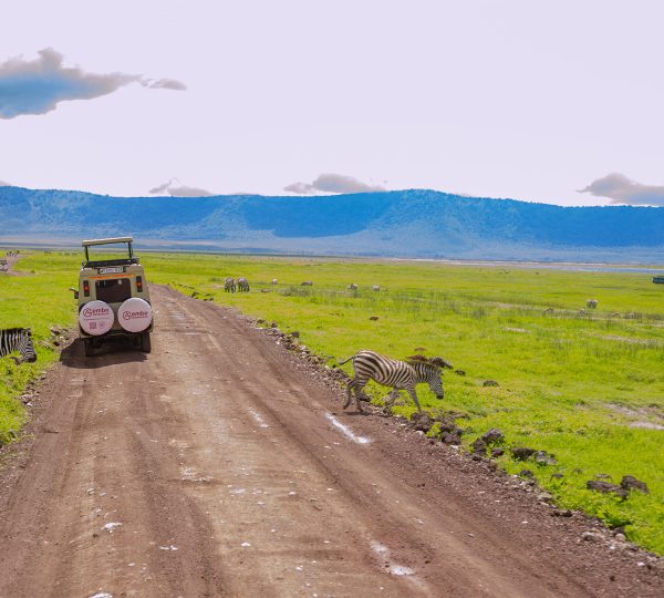 How Much Does a Safari Cost in Tanzania?