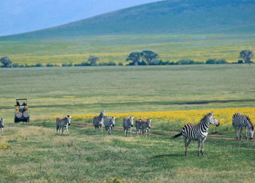 5 Day Tanzania Romantic Safari Vacation