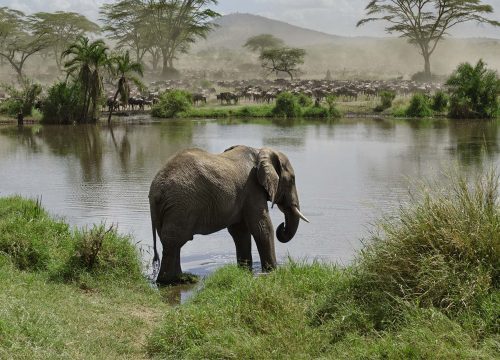 Tarangire National Park  Day Trip
