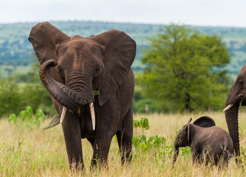 7 Days Tanzania Lodging Safari