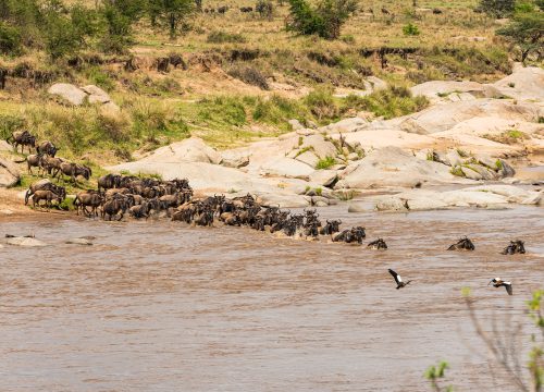 6 Days Wildebeest Migration Safari