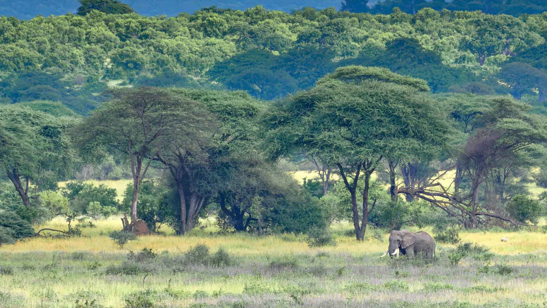 Ruaha National Park