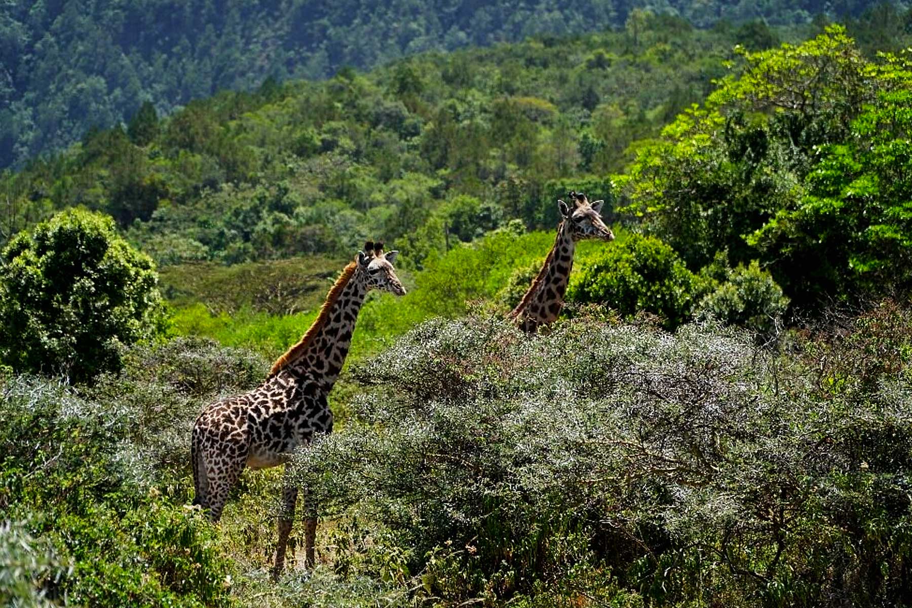 Arusha National Park