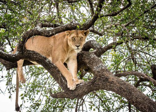 6 Days Kenya And Tanzania Combine Safari