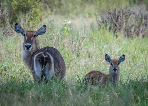 6 Days Tanzania Family Safari Holiday