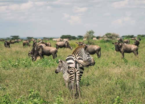 8 Days Honeymoon Safari Vacations