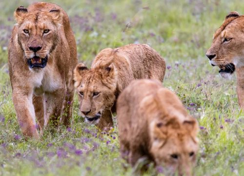 5 Days Kenya And Tanzania Combine Safari